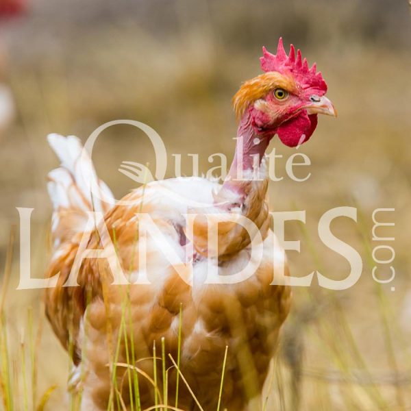 Poulets Fermiers des Landes Blancs IGP - Label Rouge Poulets Fermiers des Landes Blancs IGP - Label Rouge