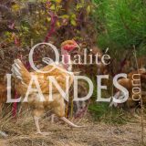 Poulets Fermiers des Landes Blancs IGP - Label Rouge