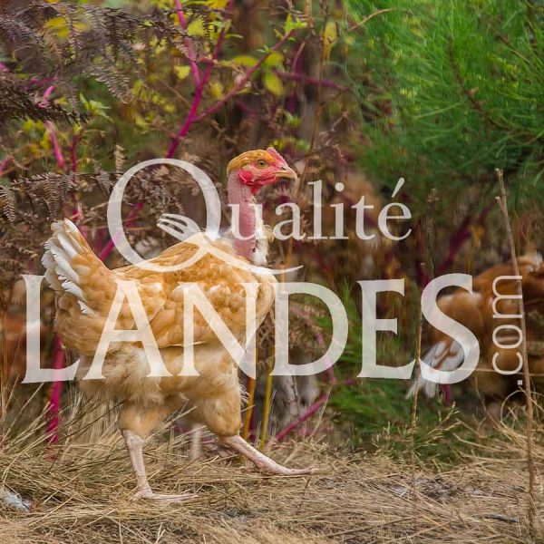 Poulets Fermiers des Landes Blancs IGP - Label Rouge