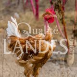 Poulets Fermiers des Landes Blancs IGP - Label Rouge