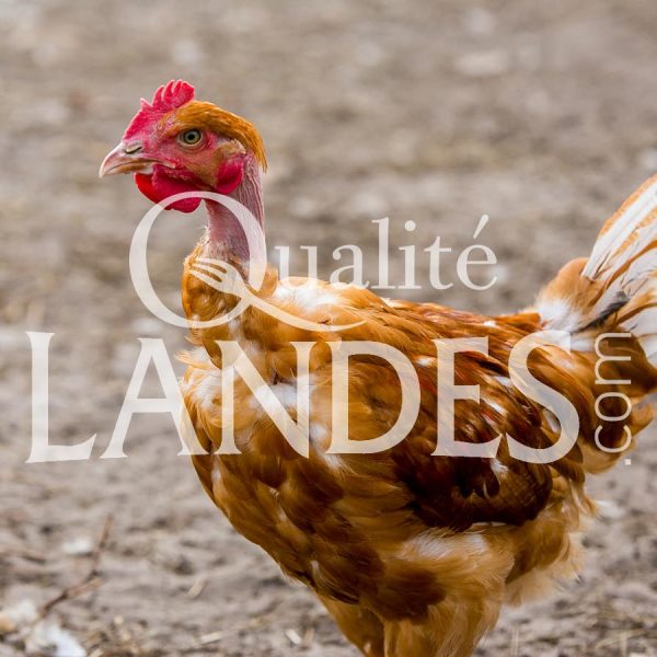 Poulets Fermiers des Landes Blancs IGP - Label Rouge