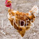 Poulets Fermiers des Landes Blancs IGP - Label Rouge