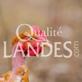 Poulets Fermiers des Landes Blancs IGP - Label Rouge