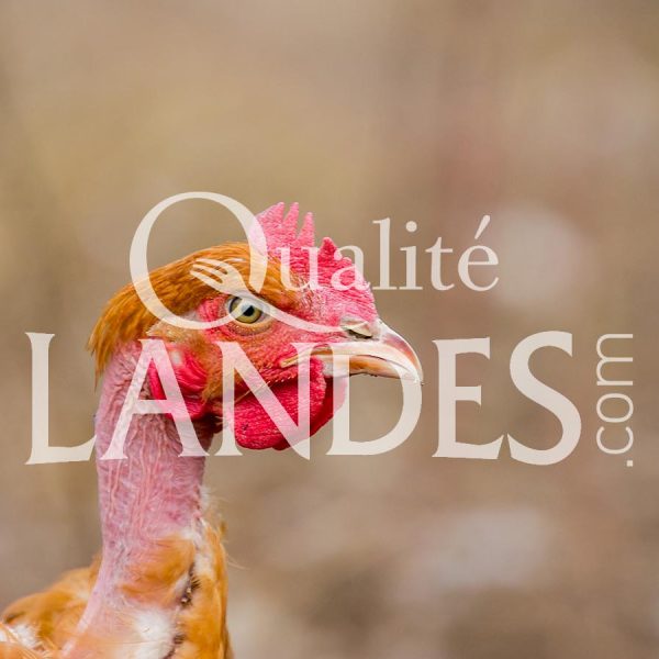 Poulets Fermiers des Landes Blancs IGP - Label Rouge