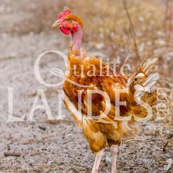 Poulets Fermiers des Landes Blancs IGP - Label Rouge Poulets Fermiers des Landes Blancs IGP - Label Rouge