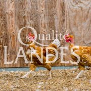 Poulets Fermiers des Landes Blancs IGP - Label Rouge