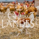 Poulets Fermiers des Landes Blancs IGP - Label Rouge