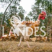 Poulets Fermiers des Landes Blancs IGP - Label Rouge