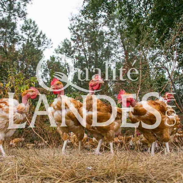Poulets Fermiers des Landes Blancs IGP - Label Rouge