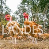 Poulets Fermiers des Landes Blancs IGP - Label Rouge