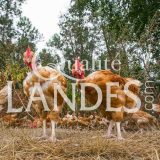 Poulets Fermiers des Landes Blancs IGP - Label Rouge