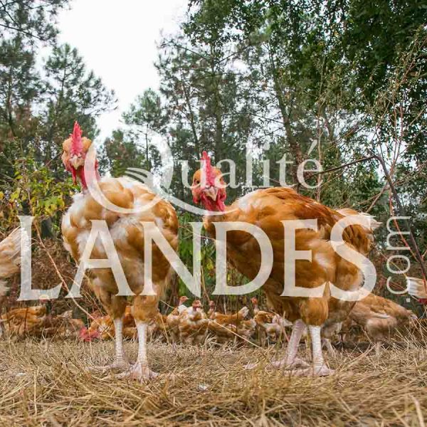 Poulets Fermiers des Landes Blancs IGP - Label Rouge Poulets Fermiers des Landes Blancs IGP - Label Rouge