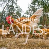 Poulets Fermiers des Landes Blancs IGP - Label Rouge