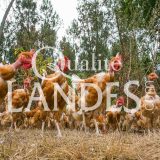 Poulets Fermiers des Landes Blancs IGP - Label Rouge