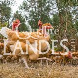 Poulets Fermiers des Landes Blancs IGP - Label Rouge