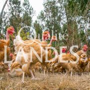 Poulets Fermiers des Landes Blancs IGP - Label Rouge