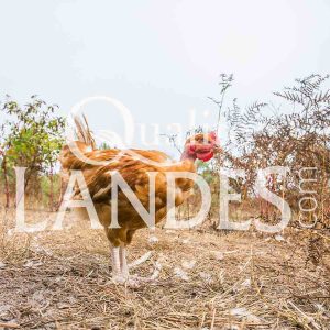 Poulets Fermiers des Landes Blancs IGP - Label Rouge
