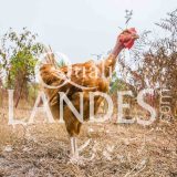Poulets Fermiers des Landes Blancs IGP - Label Rouge