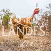 Poulets Fermiers des Landes Blancs IGP - Label Rouge