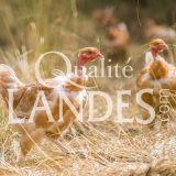 Poulets Fermiers des Landes Blancs IGP - Label Rouge