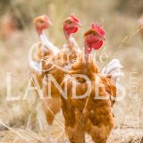 Poulets Fermiers des Landes Blancs IGP - Label Rouge