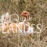 Poulets Fermiers des Landes Blancs IGP - Label Rouge