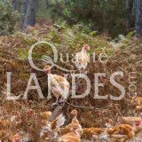 Poulets Fermiers des Landes Blancs IGP - Label Rouge