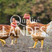Poulets Fermiers des Landes Jaunes IGP - Label Rouge