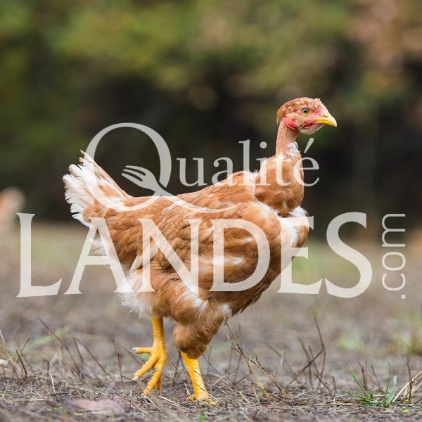 Poulets Fermiers des Landes Jaunes IGP - Label Rouge Poulets Fermiers des Landes Jaunes IGP - Label Rouge