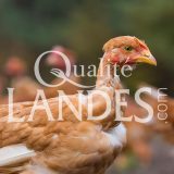 Poulets Fermiers des Landes Jaunes IGP - Label Rouge