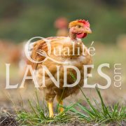 Poulets Fermiers des Landes Jaunes IGP - Label Rouge