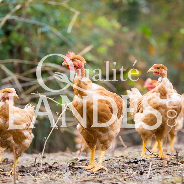 Poulets Fermiers des Landes Jaunes IGP - Label Rouge Poulets Fermiers des Landes Jaunes IGP - Label Rouge