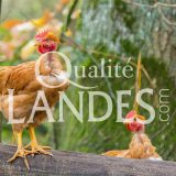 Poulets Fermiers des Landes Jaunes IGP - Label Rouge