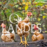Poulets Fermiers des Landes Jaunes IGP - Label Rouge