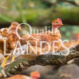 Poulets Fermiers des Landes Jaunes IGP - Label Rouge