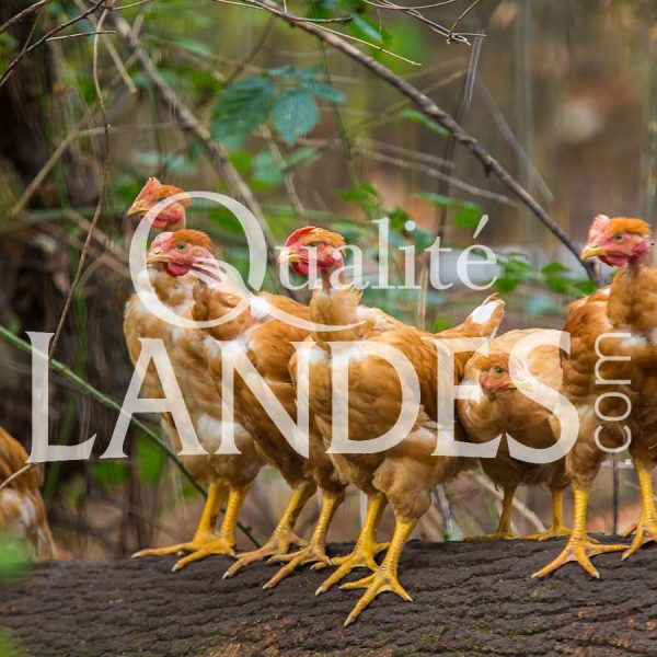Poulets Fermiers des Landes Jaunes IGP - Label Rouge