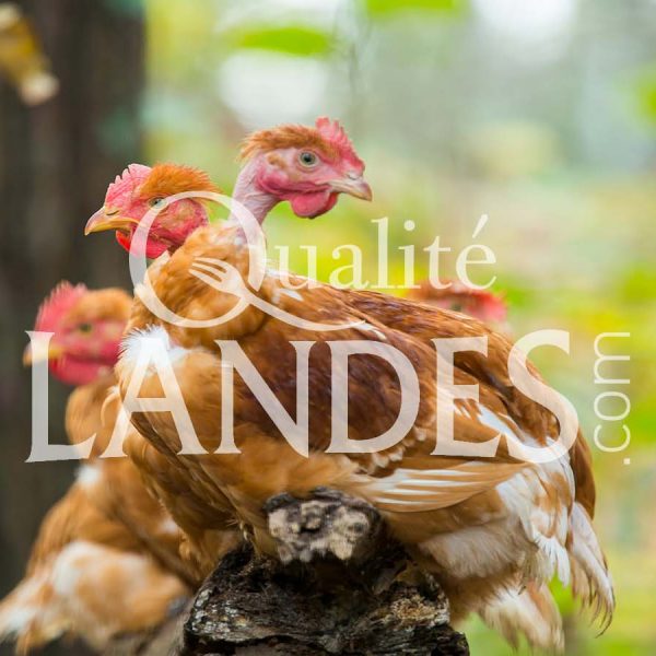 Poulets Fermiers des Landes Jaunes IGP - Label Rouge Poulets Fermiers des Landes Jaunes IGP - Label Rouge