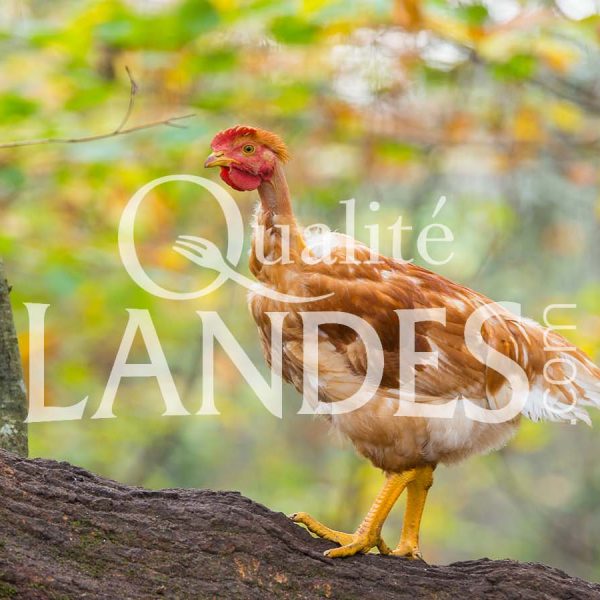 Poulets Fermiers des Landes Jaunes IGP - Label Rouge Poulets Fermiers des Landes Jaunes IGP - Label Rouge