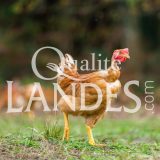Poulets Fermiers des Landes Jaunes IGP - Label Rouge