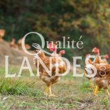Poulets Fermiers des Landes Jaunes IGP - Label Rouge
