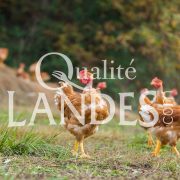 Poulets Fermiers des Landes Jaunes IGP - Label Rouge