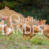 Poulets Fermiers des Landes Jaunes IGP - Label Rouge