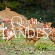 Poulets Fermiers des Landes Jaunes IGP - Label Rouge