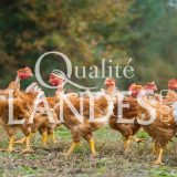 Poulets Fermiers des Landes Jaunes IGP - Label Rouge