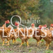 Poulets Fermiers des Landes Jaunes IGP - Label Rouge