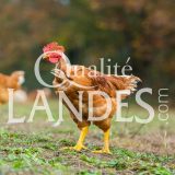 Poulets Fermiers des Landes Jaunes IGP - Label Rouge