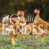 Poulets Fermiers des Landes Jaunes IGP - Label Rouge