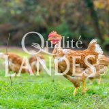 Poulets Fermiers des Landes Jaunes IGP - Label Rouge