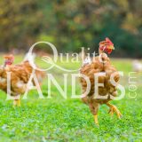 Poulets Fermiers des Landes Jaunes IGP - Label Rouge