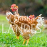 Poulets Fermiers des Landes Jaunes IGP - Label Rouge
